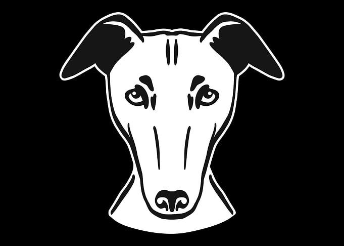 Greyhound