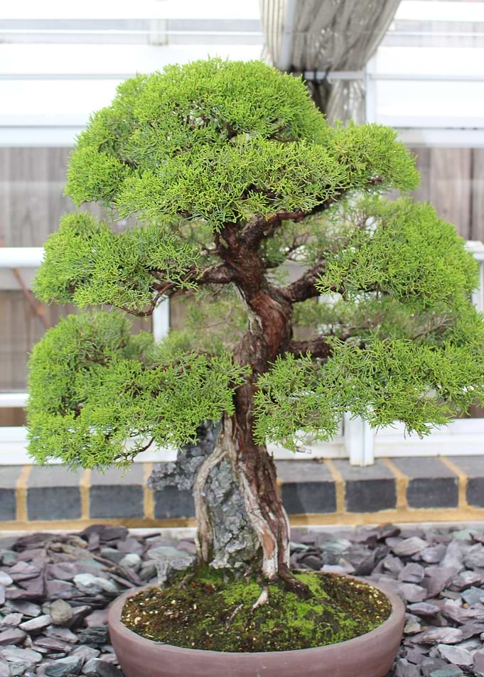 Bonsai greenery