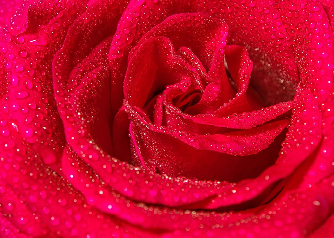Red rose close up