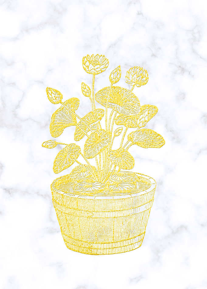 Golden Water Lily x Marble