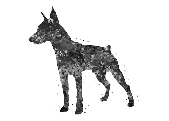 Doberman