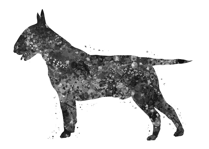 Bull Terrier