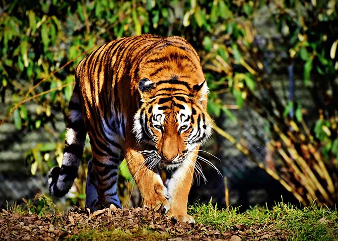 Gorgeous Tiger
