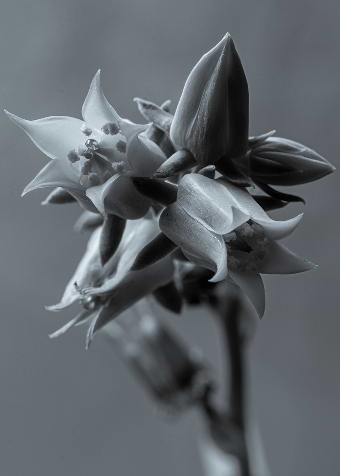 Echeveria I