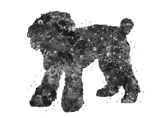 Toy Poodle