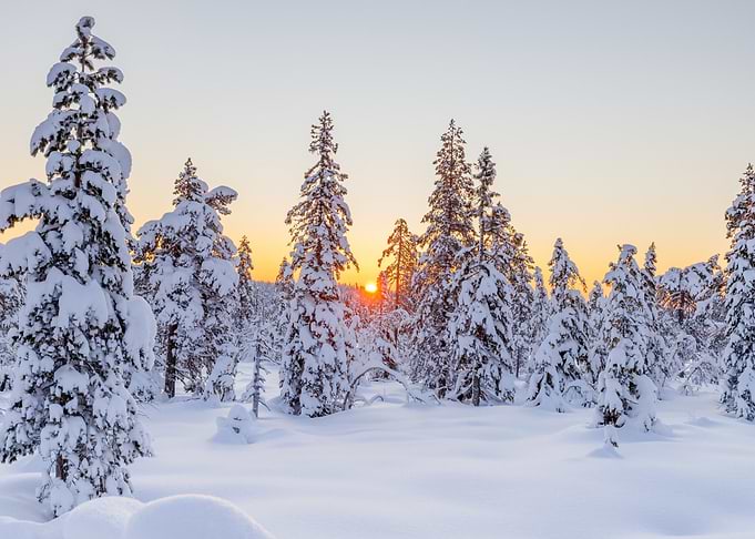 snow sun tree
