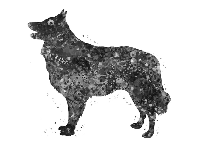 Schipperke