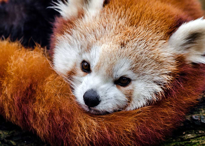 Red Panda