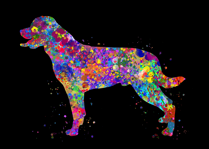 Rottweiler dog