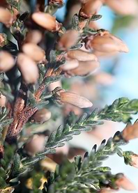 Erica blossoming Ericaceae