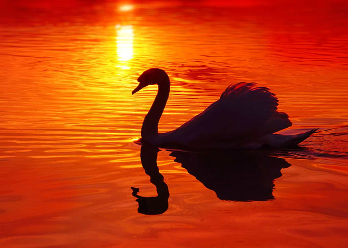 Sunset Swan