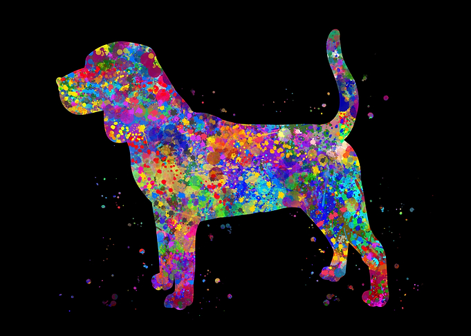 Beagle dog