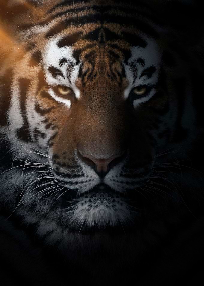 wild tiger face portrait
