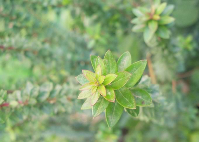 Green plant leaves field 3