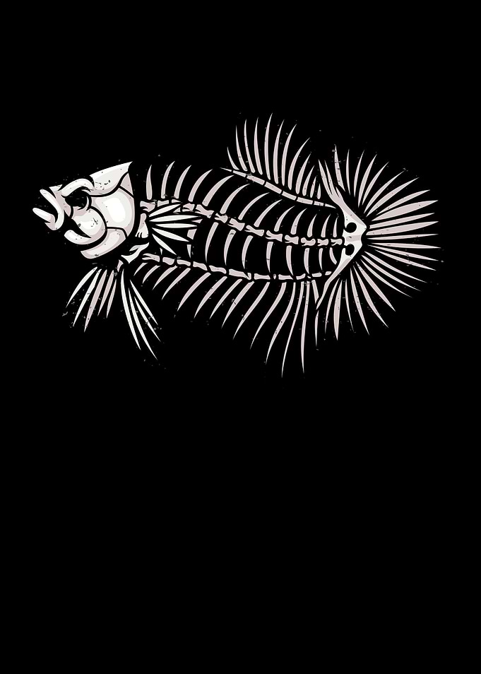Betta Fish Skeleton