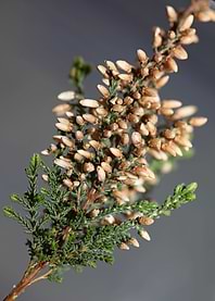 Erica blossoming Ericaceae