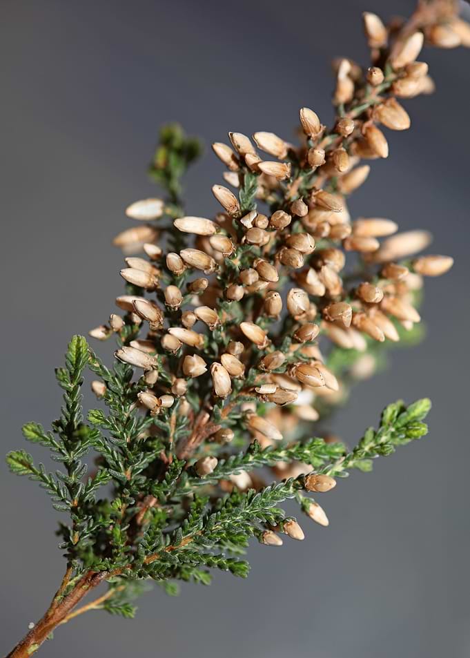 Erica blossoming Ericaceae