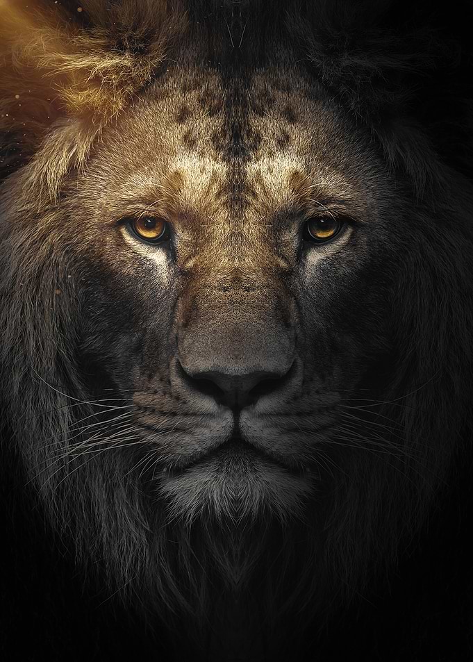 wild lion face portrait