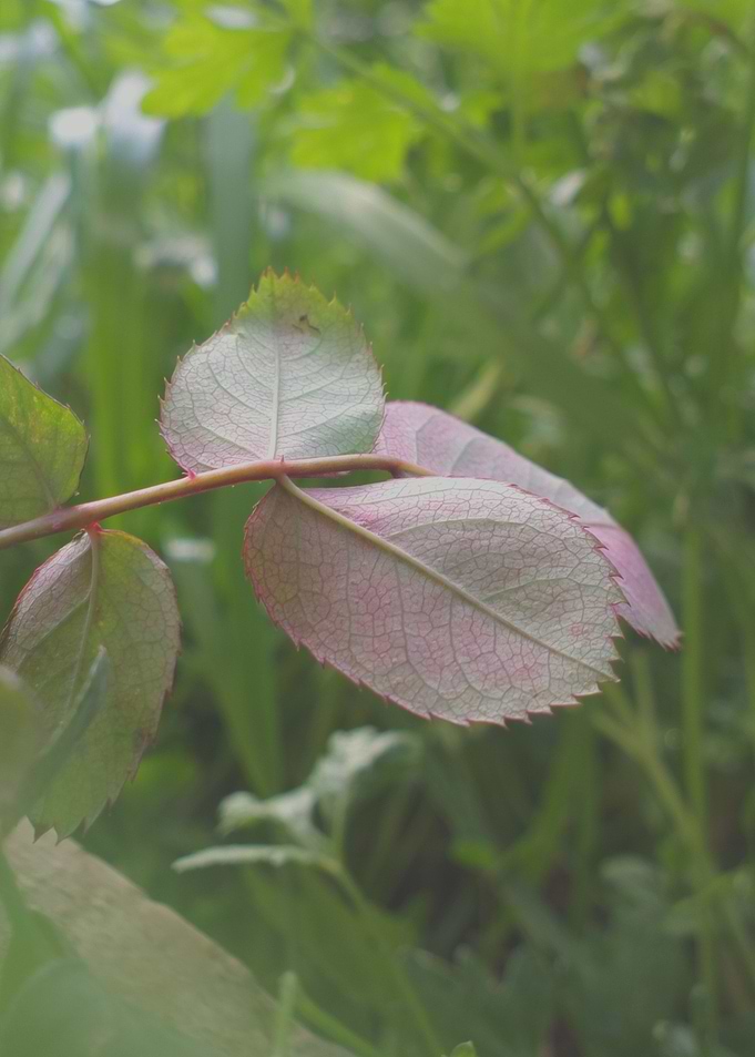 green and purple plant