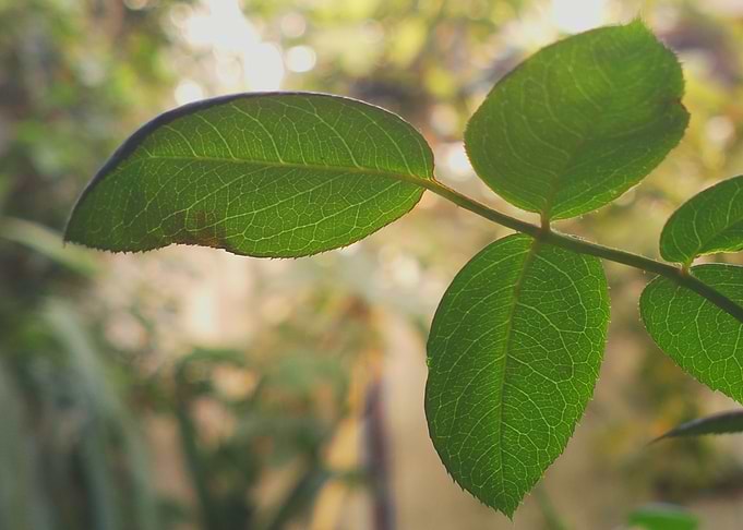 Green shiny textured leaf