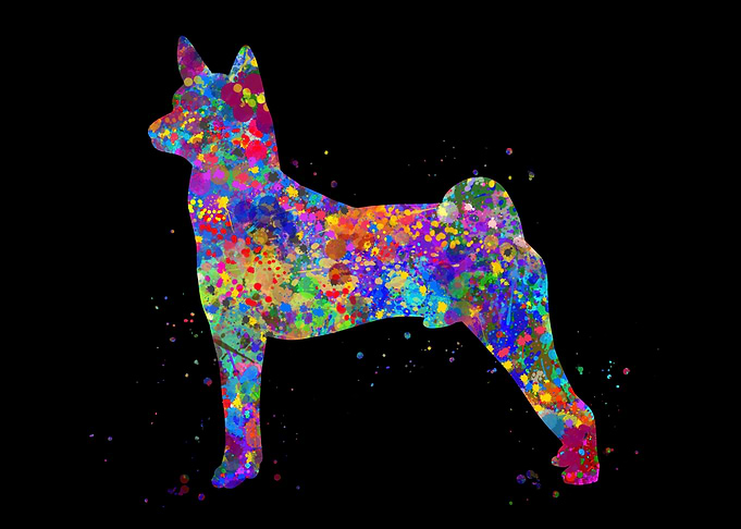 Basenji dog