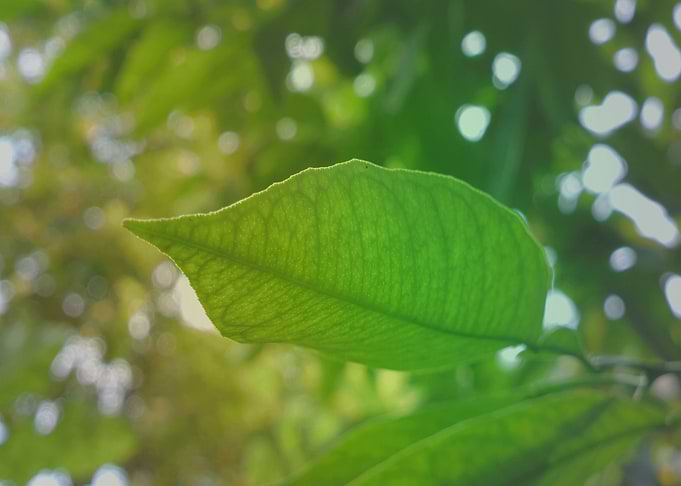 Green shiny textured veins