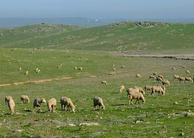Flock of sheep
