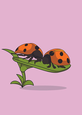 cute lady bugs