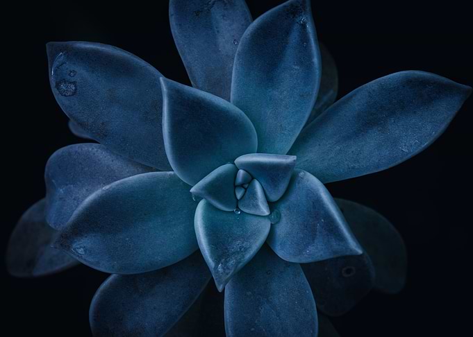 Graptoveria Succulent