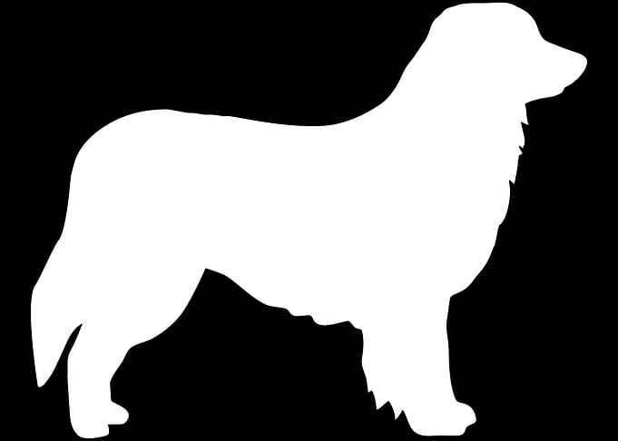 Hovawart