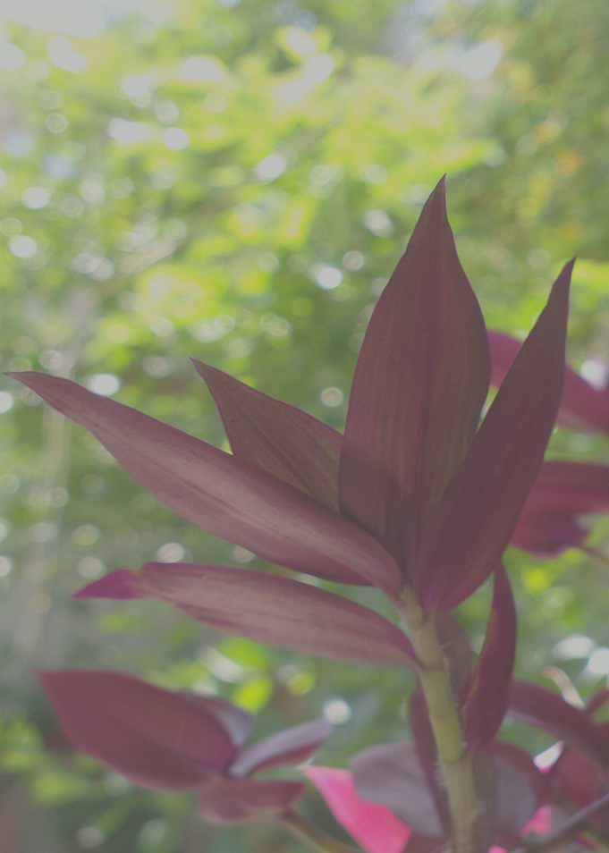 Colorful purple and green