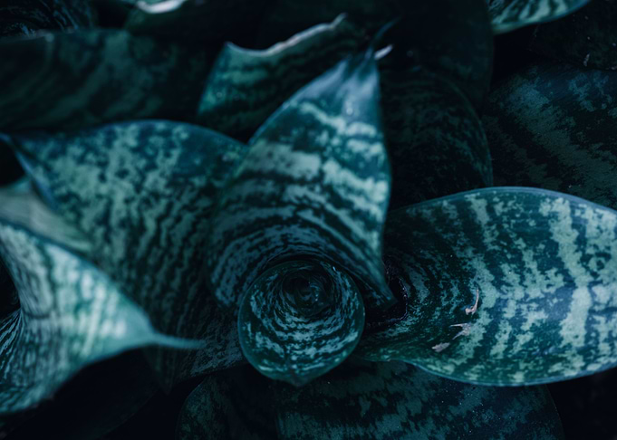 Snake Plant Succulent