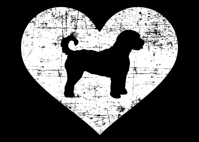 Labradoodle