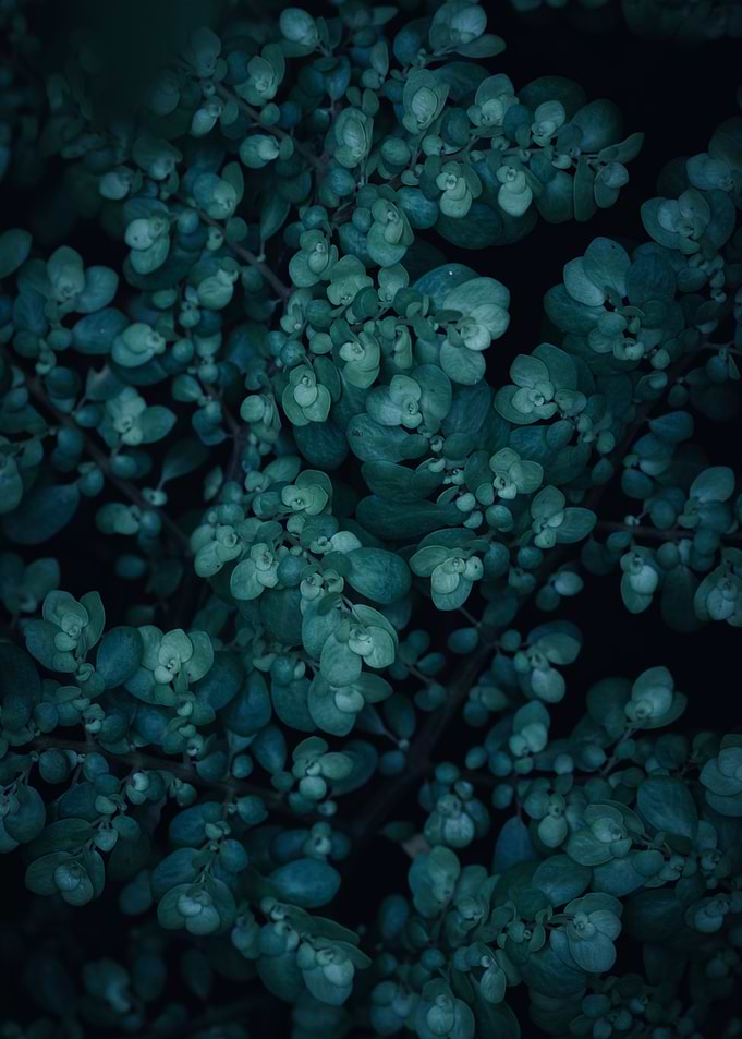 twilight greens