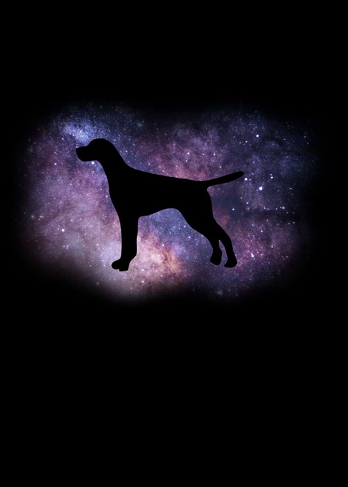 German Shorthair Pointer