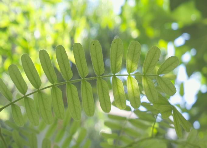 Lovely leaves and blue sky