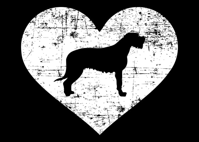 Irish Wolfhound