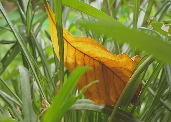 Moving through plant leaf