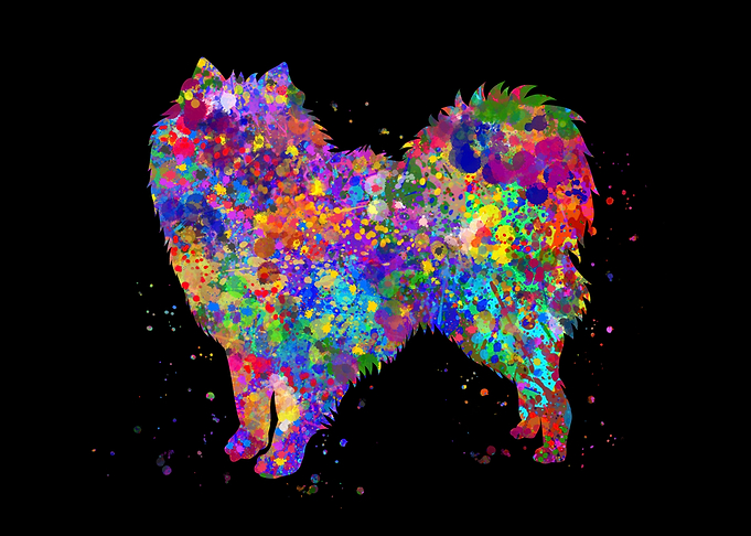 American eskimo watercolor