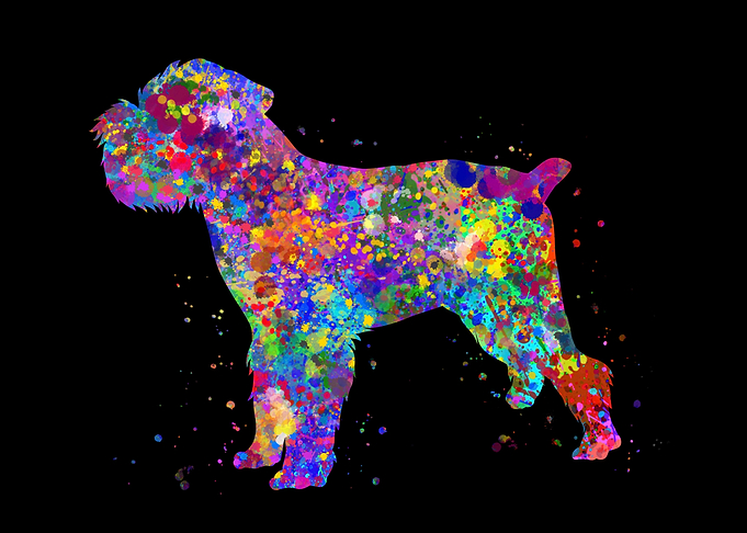 Brussels griffon colorful