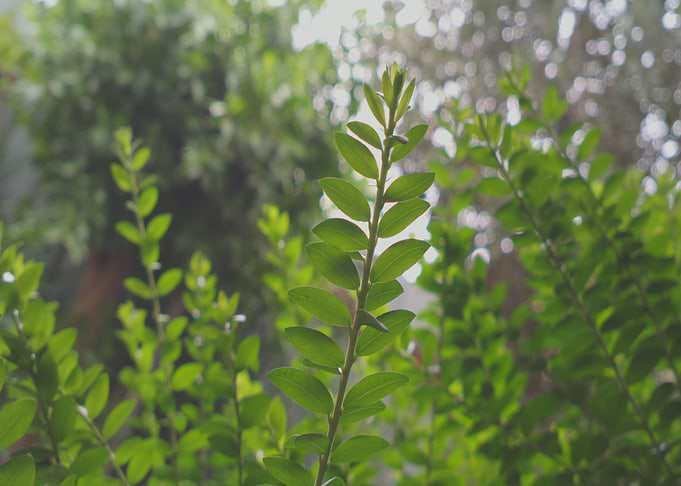 Green plant leaves in sky