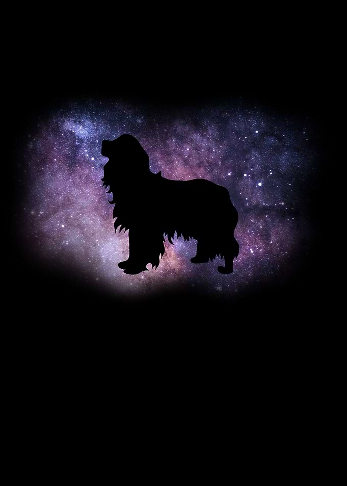 Cavalier King Charles