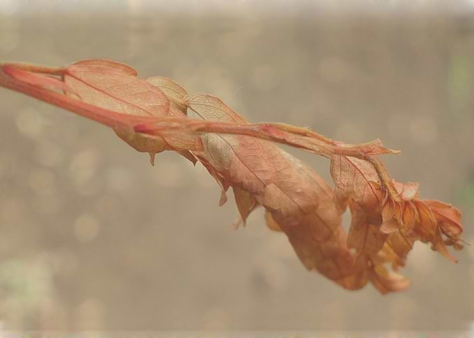 Dry and warm plant leaves