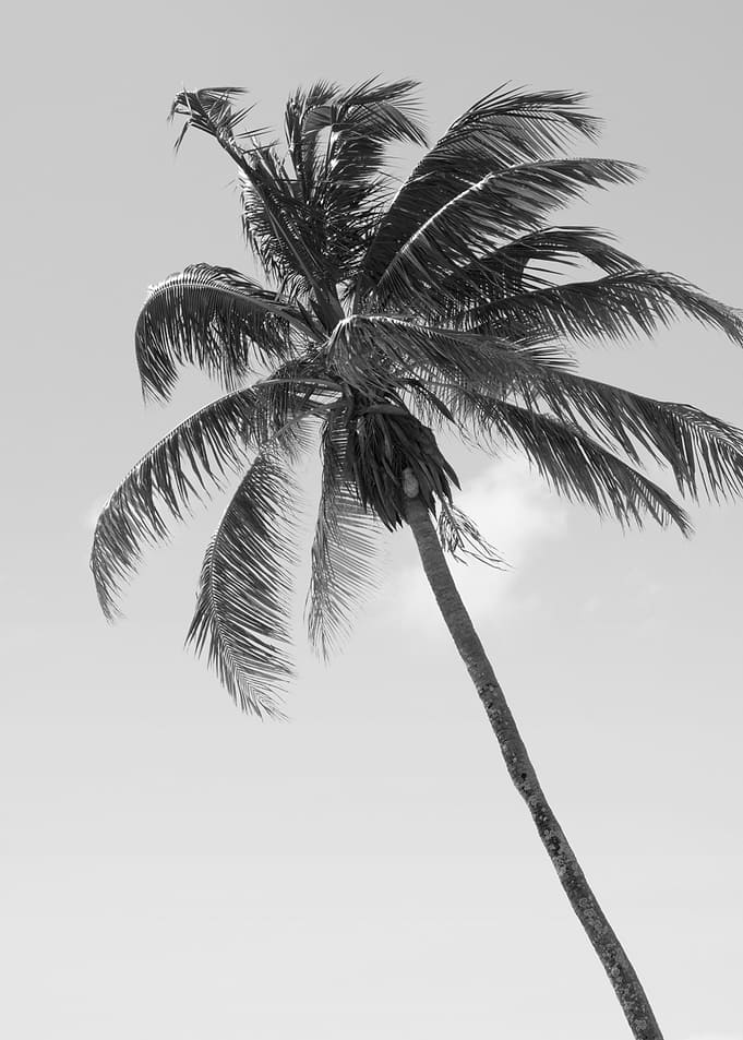 Tropical Palm Tree Cali 1