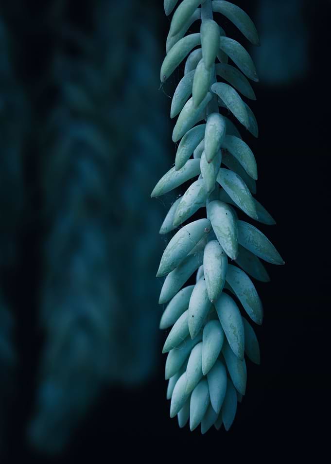 the donkey tail Succulent