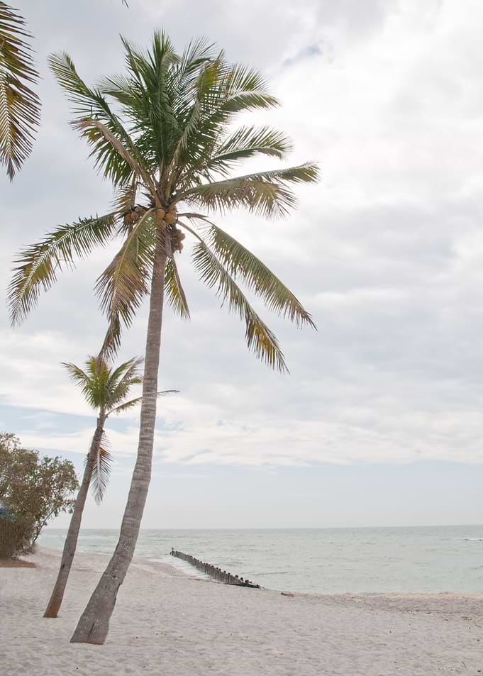 Palm Trees Beach Dream 1