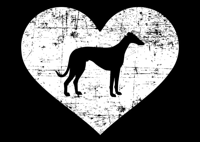 Italian Greyhound