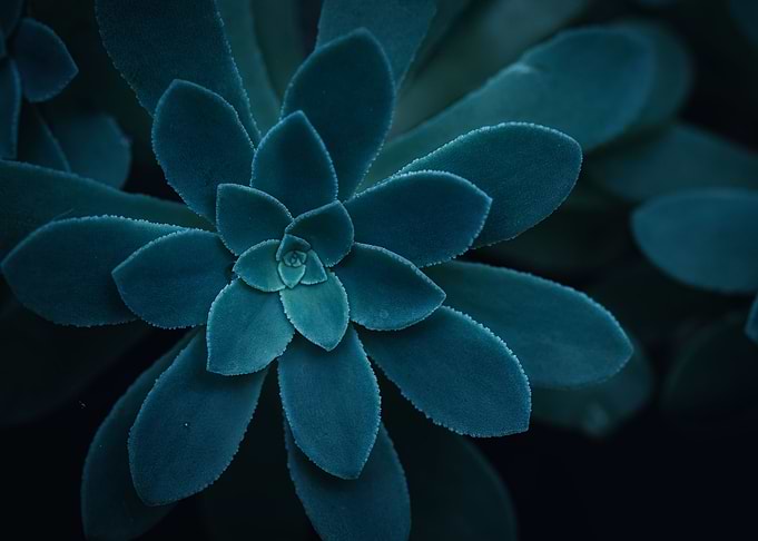 Succulent Graptoveria