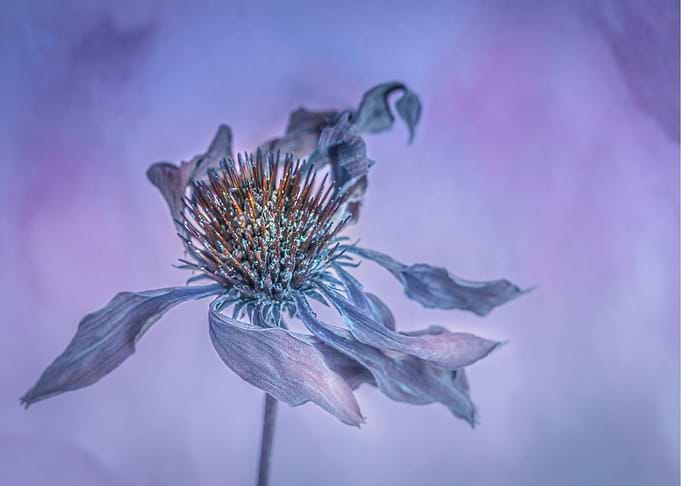 Lilac Swirl