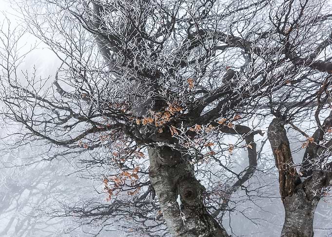 Winter leaves